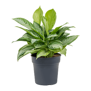 Aglaonema 'Silver Bay'