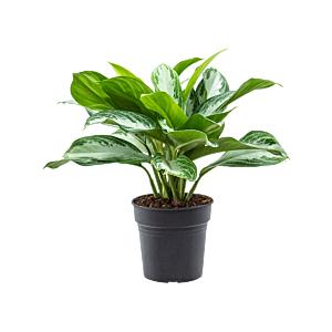 Aglaonema 'Silver Bay'