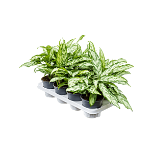 Aglaonema 'Silver Queen Compact' 8/tray
