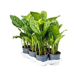 Aglaonema 'Stripes' 6/tray