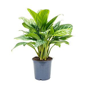 Aglaonema 'Stripes'