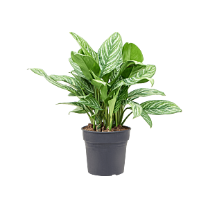 Aglaonema 'Stripes'