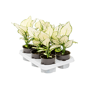 Aglaonema 'White Joy' 6/tray