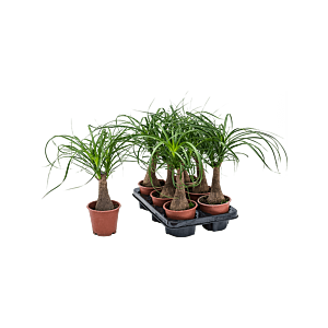 Beaucarnea recurvata 6/tray