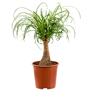 Beaucarnea recurvata