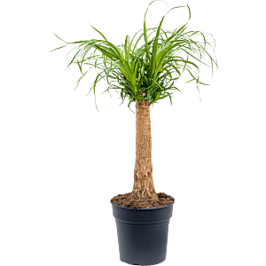 Beaucarnea recurvata