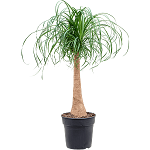 Beaucarnea recurvata