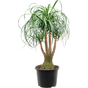 Beaucarnea recurvata