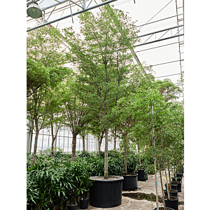 Bucida buceras 'Shady Lady' (800-900)