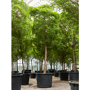 Bucida buceras 'Shady Lady' (500-600)