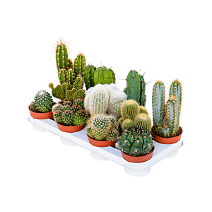 Cactus mix 11/tray
