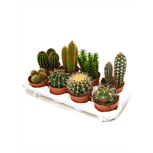 Cactus mix 8/tray
