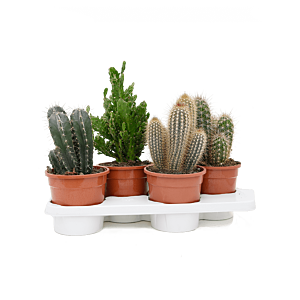 Cactus mix 4/tray