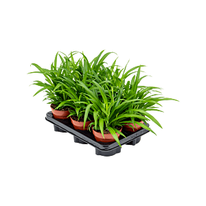 Chlorophytum comosum 'Lemon' 6/tray