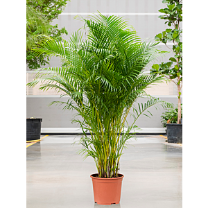 Dypsis (Areca) lutescens