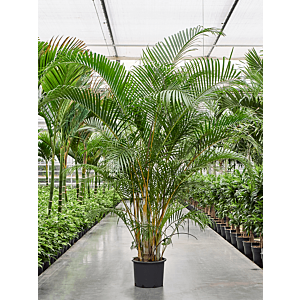 Dypsis (Areca) lutescens
