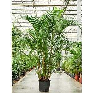 Dypsis (Areca) lutescens