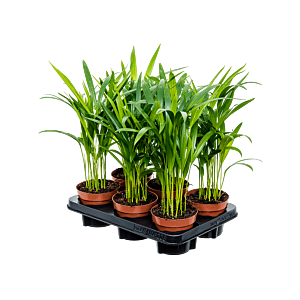 Dypsis (Areca) lutescens 6/tray