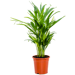 Dypsis (Areca) lutescens