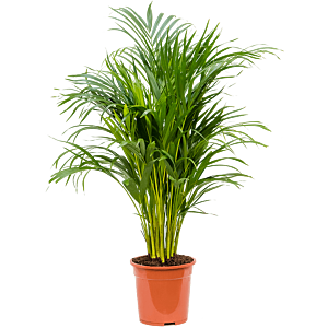 Dypsis (Areca) lutescens