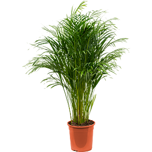 Dypsis (Areca) lutescens