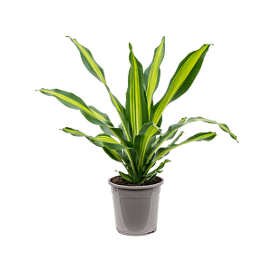 Dracaena fragrans 'Burley'