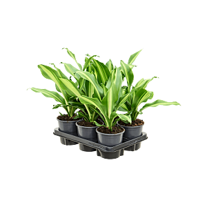 Dracaena fragrans 'Burley' 6/tray