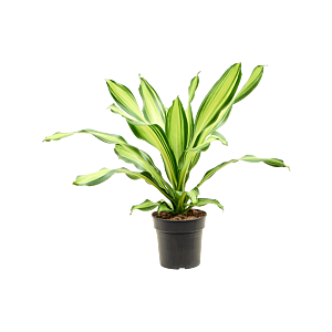 Dracaena fragrans 'Charley'