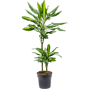 Dracaena fragrans 'Cintho'