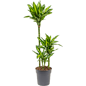 Dracaena fragrans 'Cintho'