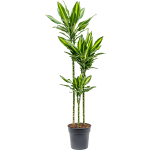 Dracaena fragrans 'Cintho'