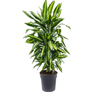 Dracaena fragrans 'Cintho'