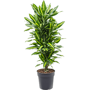 Dracaena fragrans 'Cintho'