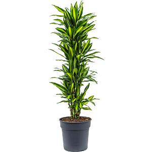 Dracaena fragrans 'Cintho'