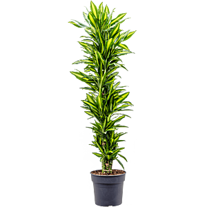 Dracaena fragrans 'Cintho'