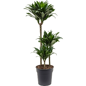 Dracaena fragrans 'Compacta'