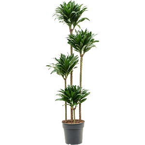 Dracaena fragrans 'Compacta'