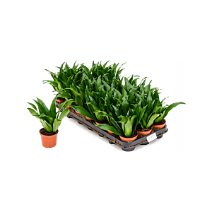 Dracaena fragrans 'Compacta' 21/tray