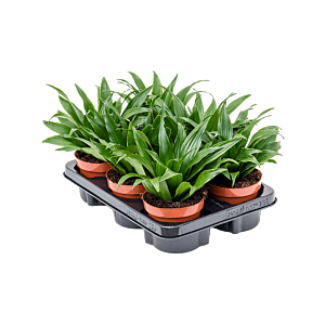Dracaena fragrans 'Compacta' 6/tray