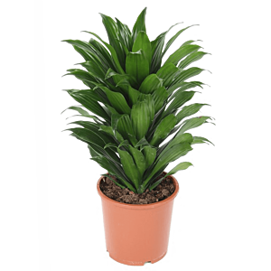 Dracaena fragrans 'Compacta'