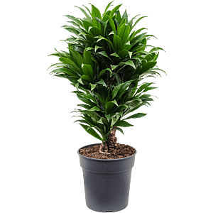 Dracaena fragrans 'Compacta'