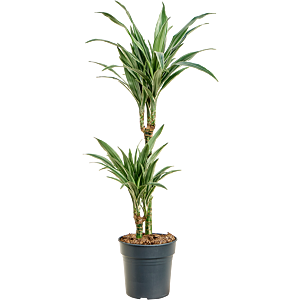 Dracaena deremensis 'Warneckei'