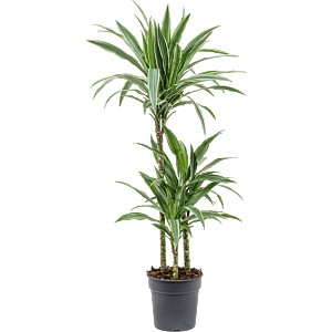 Dracaena deremensis 'Warneckei'
