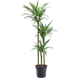 Dracaena deremensis 'Warneckei'