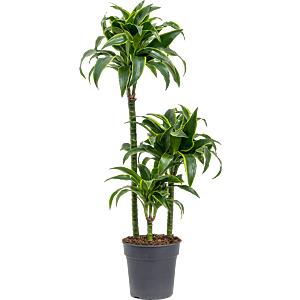 Dracaena fragrans 'Dorado'