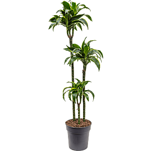 Dracaena fragrans 'Dorado'