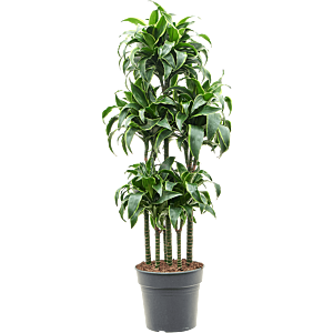 Dracaena fragrans 'Dorado'