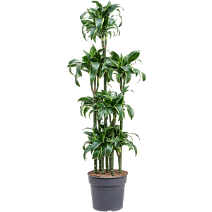 Dracaena fragrans 'Dorado'