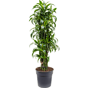 Dracaena fragrans 'Dorado'