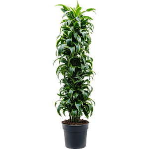 Dracaena fragrans 'Dorado'